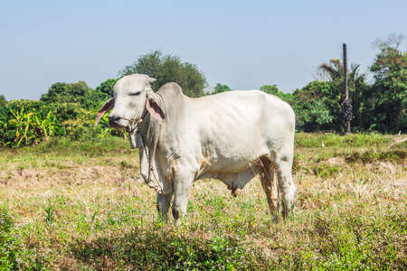 thai white cow, animal mammalの写真素材