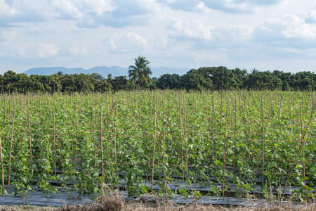 cucumber garden and longan with sky in Thailandの写真素材
