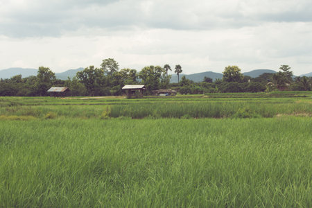 cottage in green rice field Thailandの写真素材