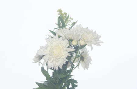 White Chrysanthemum flower isolated on whiteの写真素材