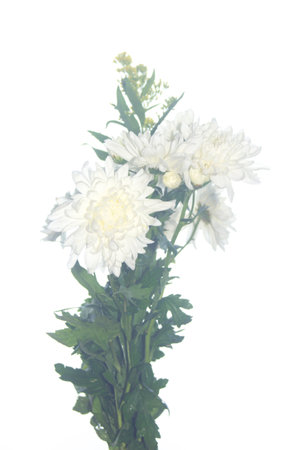 White Chrysanthemum flower isolated on whiteの写真素材
