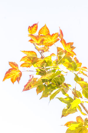 maple leaf Isolated on white backgroundの写真素材