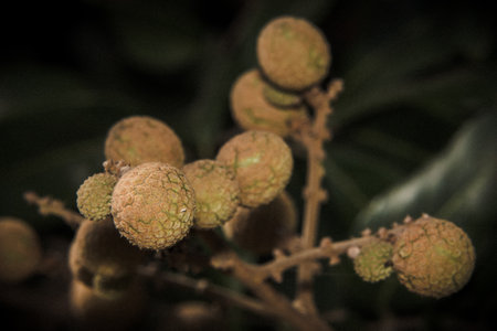 small longan of macro fruits youngの写真素材