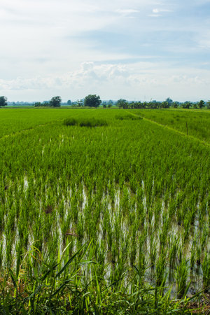 green rice field with sky in Thailand, Asiaの写真素材