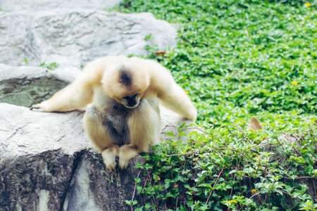 Yellow-cheeked gibbon animal mammalの写真素材