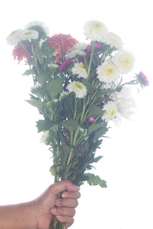 White Chrysanthemum flower in hand isolated on whiteの写真素材