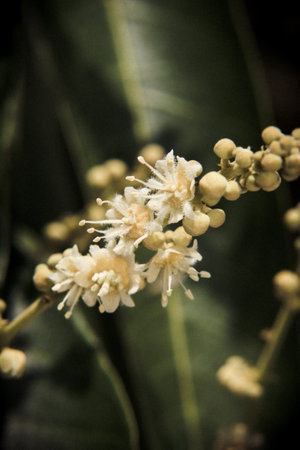 Longan Flower macro bloom and ready to be pollinated in a gardenの写真素材
