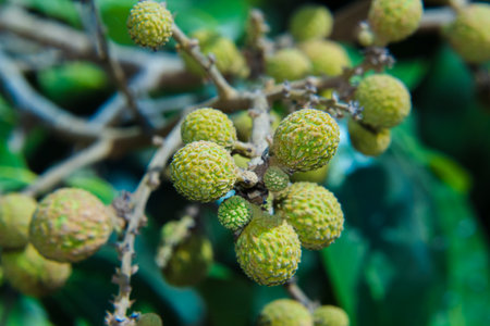 small longan of macro fruits youngの写真素材
