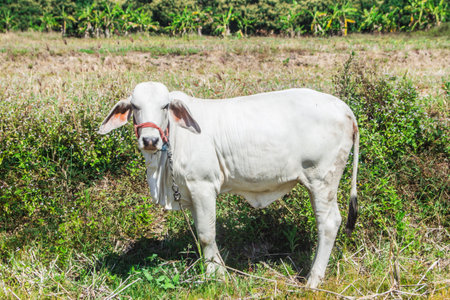 thai white cow, animal mammalの写真素材