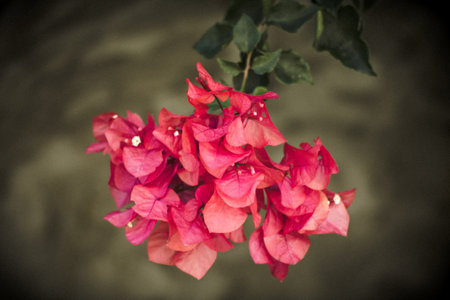 Pink bougainvillea flower close upの写真素材