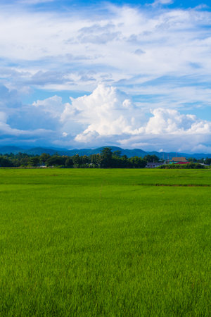 green rice field in Thailandの写真素材
