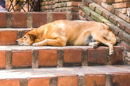 Thailand stray dog lying on the stairsの写真素材