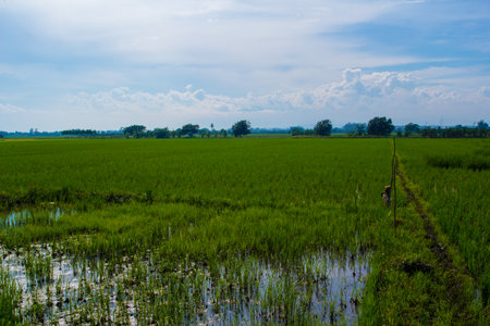 green rice field with sky in Thailand, Asiaの写真素材