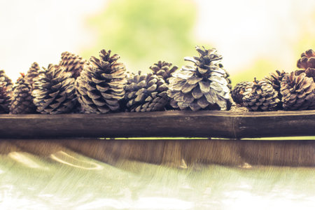 Pine Cones pine fruit christmas dayの写真素材
