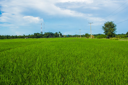 green rice field in Thailandの写真素材