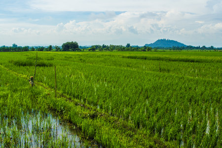 green rice field in Thailandの写真素材