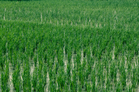 green rice field backgroundの写真素材