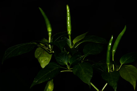 Green Chili pepper on Black backgroundの写真素材