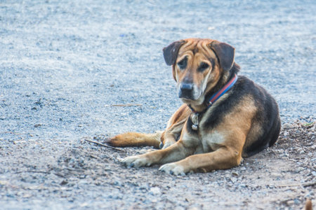 thai stray dog on floor animal pet