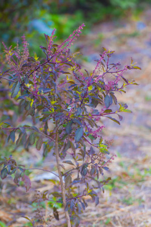Close up Red basil plant vegetableの写真素材