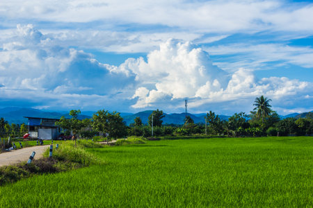 House in green rice field
