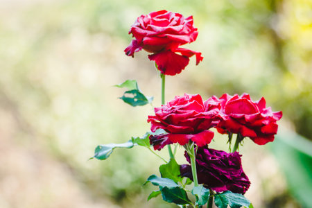 Close up Beautiful red rose bush abundant bloomingの写真素材