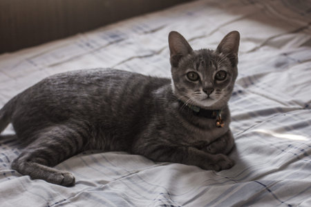 Cute cat at bedroomの写真素材