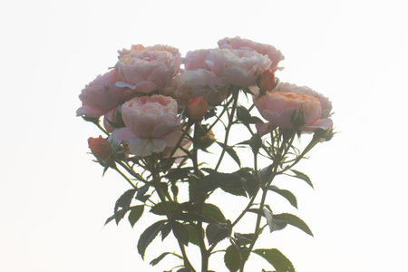 Pink rose Isolated on white backgroundの写真素材