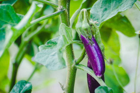 purple eggplant on plant, fresh aubergineの写真素材