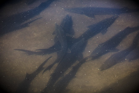 sturgeon fish in natural river or pondの写真素材