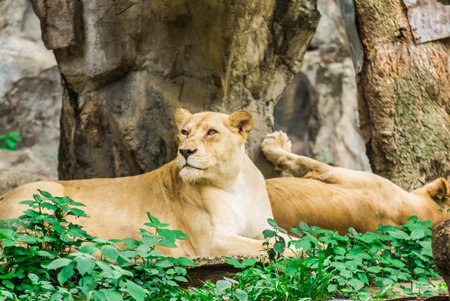 Lion on stone animal mammalの写真素材