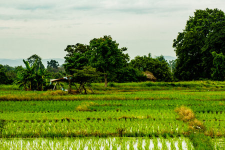 green rice field in Thailandの写真素材