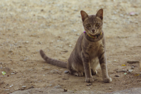 thai cat face Seated on the floor pet animal mammal