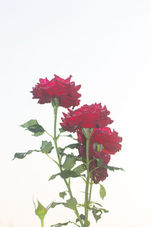 red rose isolated on white backgroundの写真素材
