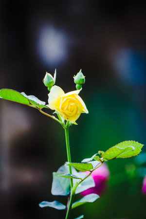 Close up yellow rose in the gardenの写真素材