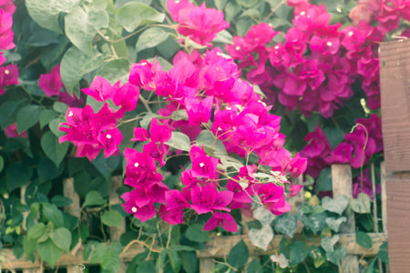 Vibrant pink bougainvillea blooms flower natureの写真素材