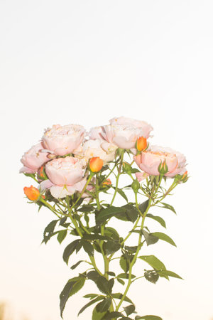 Pink rose Isolated on white backgroundの写真素材