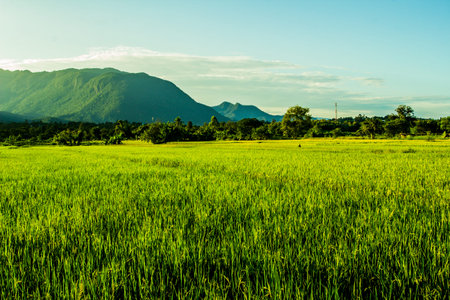 green rice field with doi luang, chiangdoa Chiangmaiの写真素材