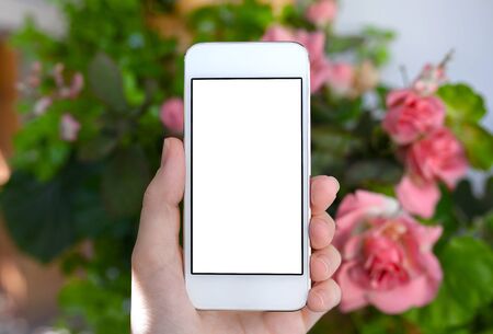 female hand holding a white phone with isolated screen on a background of rose bushesの写真素材