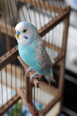 Budgies