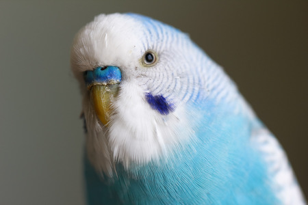 Budgieの写真素材