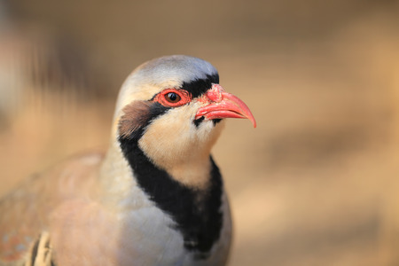 Chukar Partridge (Alectoris chukar)の写真素材