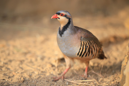 Chukar Partridge (Alectoris chukar)の写真素材