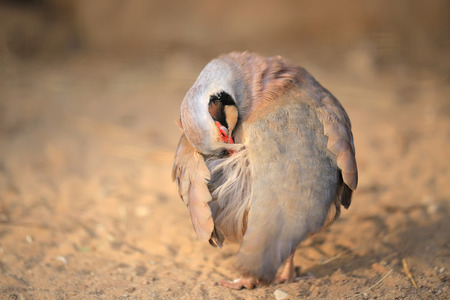 Chukar Partridge (Alectoris chukar)の写真素材