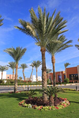 palm treesの写真素材