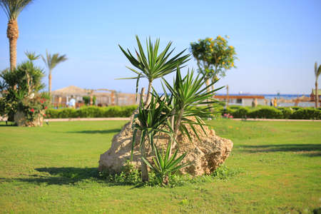 Small palm treesの写真素材