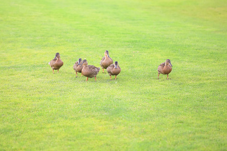 Wild ducksの写真素材