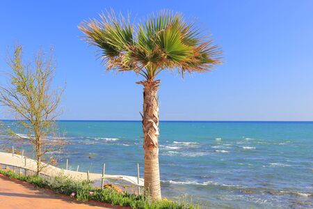 palm treeの写真素材