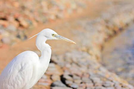 White egret, bubulcus ibisの写真素材