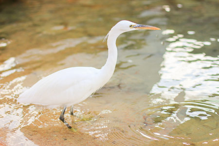 White egret, bubulcus ibis